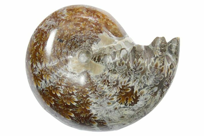 Polished Ammonite (Phylloceras) Fossil - Madagascar #349790